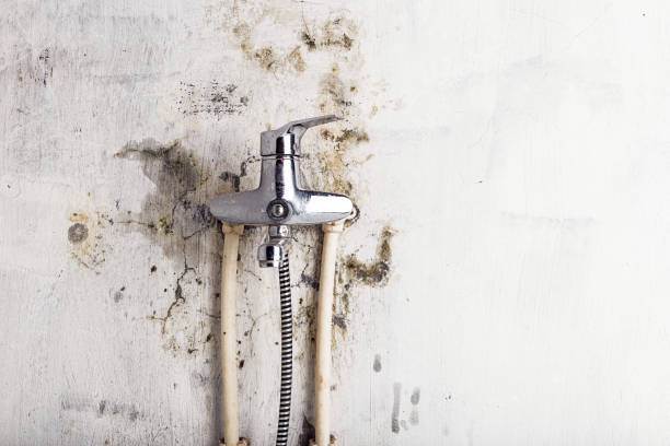 Best Mold Testing and Removal  in Cutlerville, MI