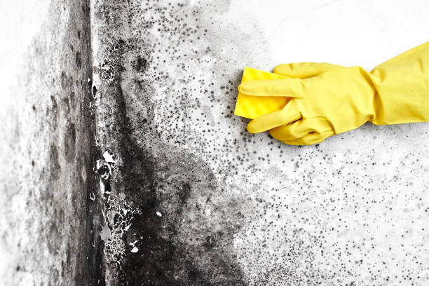 Best Commercial Mold Removal  in Cutlerville, MI