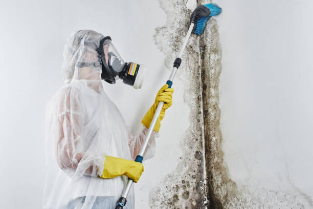 Mold Testing and Removal in Cutlerville, MI