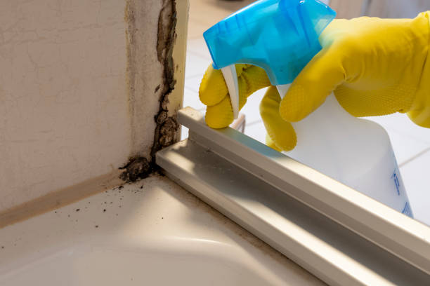 Professional Mold Removal in Cutlerville, MI