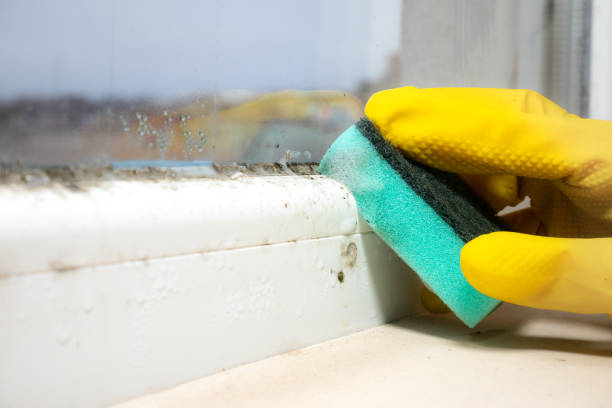 Best Affordable Mold Removal  in Cutlerville, MI