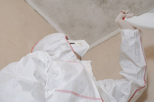 Best Local Mold Removal Service  in Cutlerville, MI