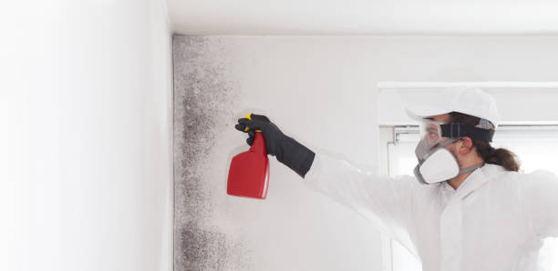 Best Same-Day Mold Removal  in Cutlerville, MI