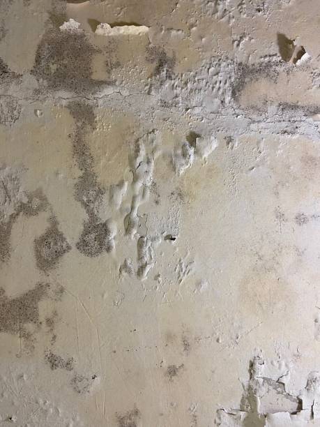 Best Crawl Space Mold Removal  in Cutlerville, MI