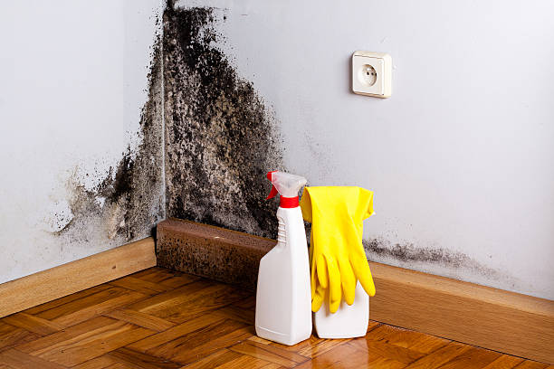 Best Mold Testing  in Cutlerville, MI