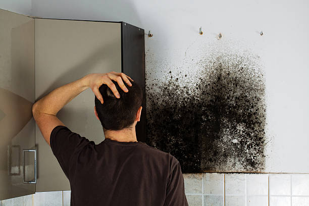 Best Black Mold Removal  in Cutlerville, MI