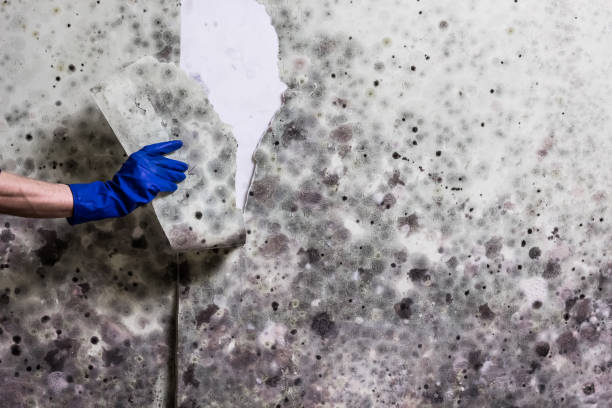 Best Office Mold Removal Services  in Cutlerville, MI