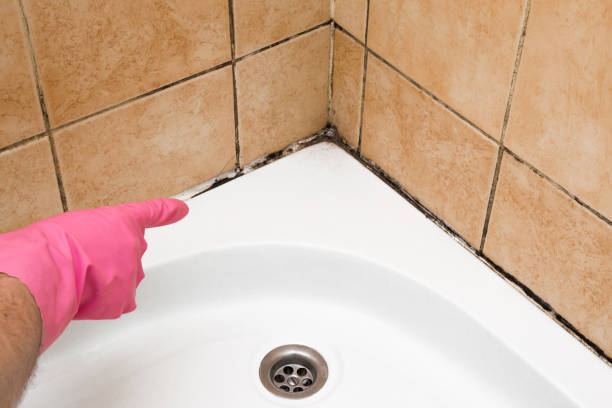 Best Certified Mold Removal  in Cutlerville, MI