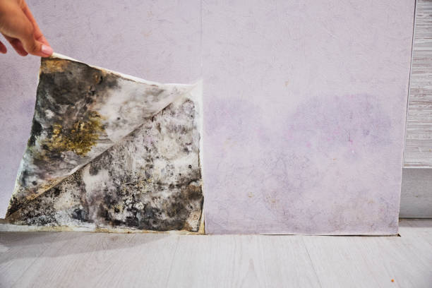 Certified Mold Removal in Cutlerville, MI